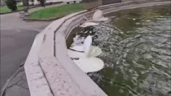 Atti vandalici agli allestimenti di Natale