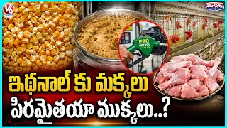 Maize for Ethanol Production Impact on Poultry Industry | V6 Teenmaar