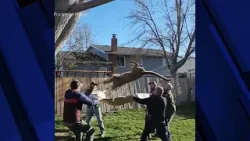 Mountain Lion falls out of tree in Pocatello
