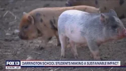 Darrington schools feeds food waste to local pigs | FOX 13 Seattle