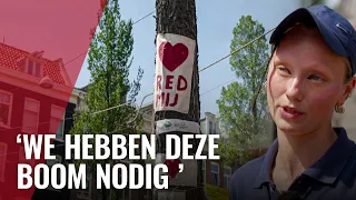 Protest tegen de kap van 60 jaar oude iep