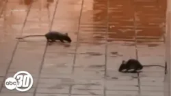 Rodents spotted at McDonald's inside Dinuba Walmart