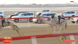 الأشواط الصباحية - ختامي الوثبة 14 مايو 2026