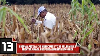 Drought Affects 138 Municipalities and 236,000 Families as MAGA Proposes Increasing Rations