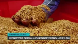 Governo de SP publica medidas sanitárias para prevenir Tilapia Lake Virus (TiLV)