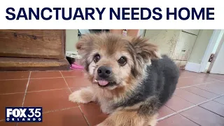 DeLand animal sanctuary searching for new home after founder's death