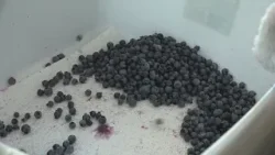 UMaine's Wild Blueberry Conference spotlights strategies for resilience amid climate challenges