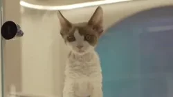 China sees surge in pet ownership as the country’s population shrinks