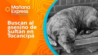 Manhunt underway for man who stabbed a dog six times in Tocancipá: suspect caught on video