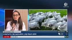 Tira dúvidas CFM no Canal do Boi