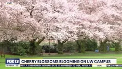 UW cherry blossoms blooming in Seattle