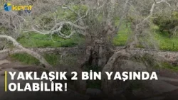 YAKLAŞIK 2 BİN YAŞINDA OLABİLİR!