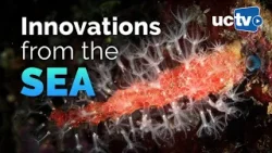 Harnessing Nature's Innovations from the Sea