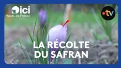 Harvesting red gold at dawn: the secrets of saffron in Pas-de-Calais