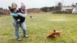 «Это страшно»: фермеры из Ковичана возмущены запланированными изменениями в зонировании, которые ...