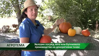 Агротема: Хелоуин посред лято или бутиковото производство на декоративни тикви