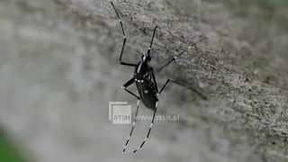 Dy viktima nga malaria në Frankfurt, 6 të infektuar, dyshohet për mushkonja të ardhura me avion