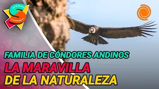 WHAT THE NEST TAUGHT US, the Cordoba documentary about the condor born in Pampa de Achala