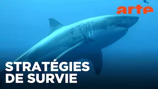 Survivre aux catastrophes : les stratégies de la nature | Documentaire | ARTE