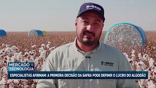 Qualidade da semente pode impactar o lucro do algodão