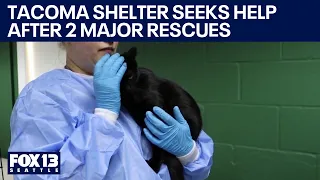 Tacoma shelter overwhelmed with cats after 2 major rescues | FOX 13 Seattle