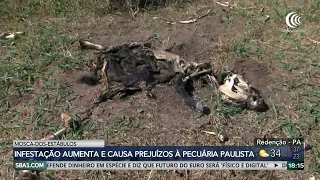 Stable fly infestation causes losses for cattle farming in São Paulo