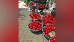 CE VOR PLANTELE CHRISTINA GHIBU  P2 16.03.2026