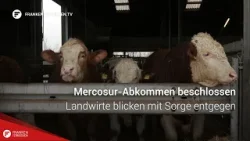 Mercosur-Abkommen beschlossen: Landwirte blicken mit Sorge entgegen Mercosur-Abkommen beschlossen: Landwirte blicken mit Sorge entgegen