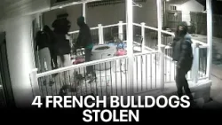 Moments leading up to 4 French Bulldogs stolen in armed burglary at home in Delaware