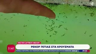 Σε φάση κλιμάκωσης ο ιός του Δυτικού Νείλου - Ρεκόρ 7ετίας στα κρούσματα  | Ειδήσεις  | 24/08/2026