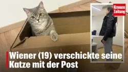 Wiener (19) verschickte seine Katze mit der Post | krone.tv NEWS