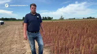 Quinoa Research and Farming