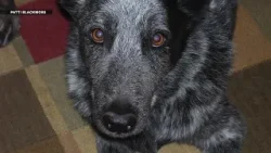 What happened to Robert Fisher's dog left behind in the woods