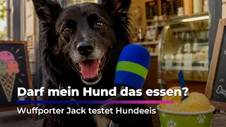 Dog Ice Cream in Leipzig: Wuffporter Jack Does the Taste Test I Sachsen Fernsehen