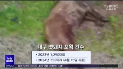 [투데이R]초등학교 난입 멧돼지 사살‥대구서 올해만 755마리 잡혔다/ 안동MBC