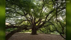 How to recognize oak wilt in your trees