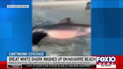 Possibly pregnant great white shark washes up on Navarre Beach