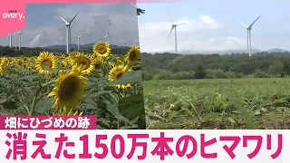 【ヒマワリ】150万本が消えた  畑にはひづめの跡