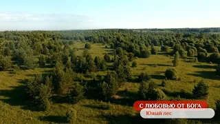 Юный лес | С любовью от Бога