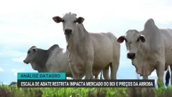 Escala de abate restrita impacta mercado do boi e preços da arroba