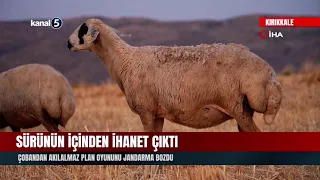 Betrayal from Within the Herd! Gendarmerie Foils Shepherd's Unbelievable Plot