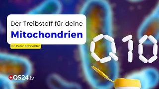 How Q10 Can Protect the Heart, Brain, and Blood Vessels | Dr. Peter Schneider | Experience-Based ...