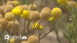 Жителей долины призвали убрать инвазивную «вонючую сетку».