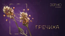 «Зерно БРИКС». Гречиха