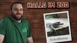 Ja, die sind echt! | Fütterung bei den Krokodilkaimanen