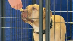 Prison dog program leads to new career for former inmate Prison dog program leads to new career for former inmate