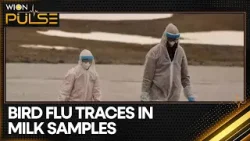 US: Bird Flu traces in 1 in 5 milk samples, FDA investigates presence in milk supply chain | WION