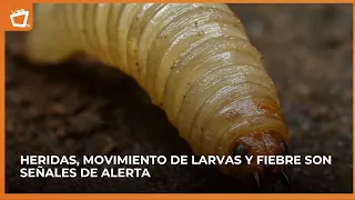 These are the warning signs of the screwworm