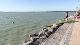 Sólya a keszthelyi Libás Mólón
