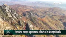 Romsilva începe regenerarea pădurilor în Neamț și Bacău